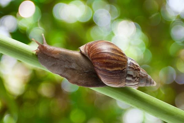 Snail Market - France’s Snail Exports Surged 68% in 2014